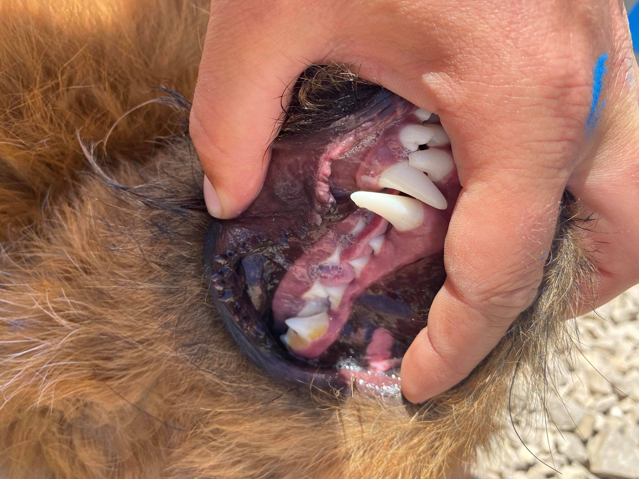 Roland (fka Emerson)